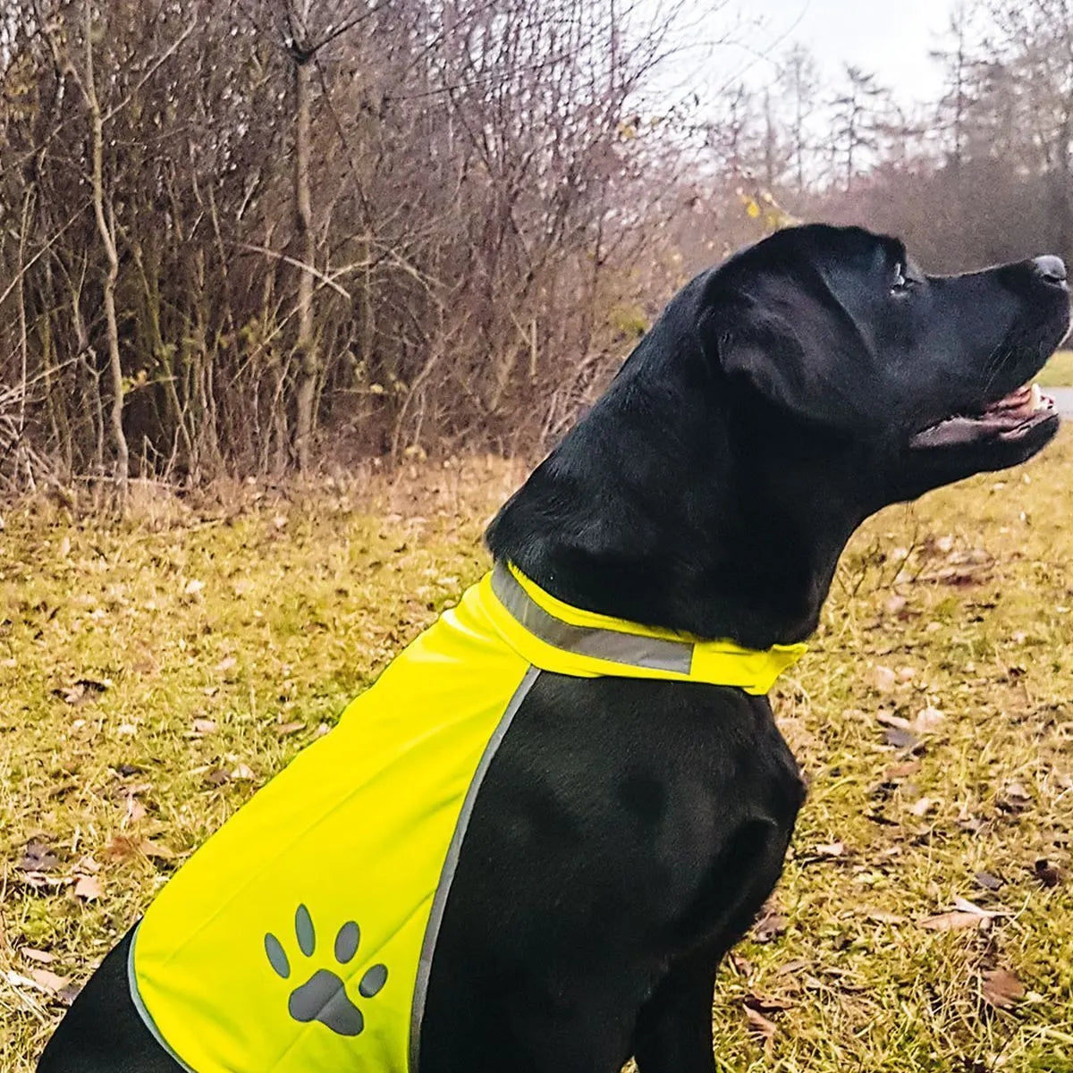 Accessori per Animali Personalizzati
