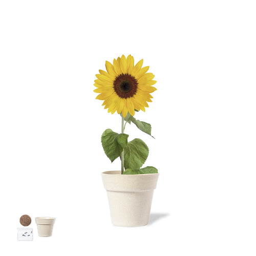 Topf mit Sonnenblumenkernen - Tumil Personalisiert
